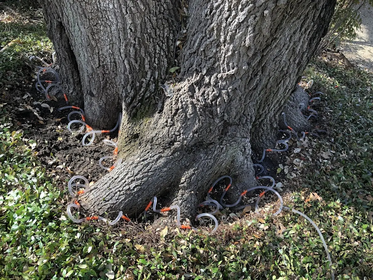 Detailed Tree Cabling and Bracing job site in Buda