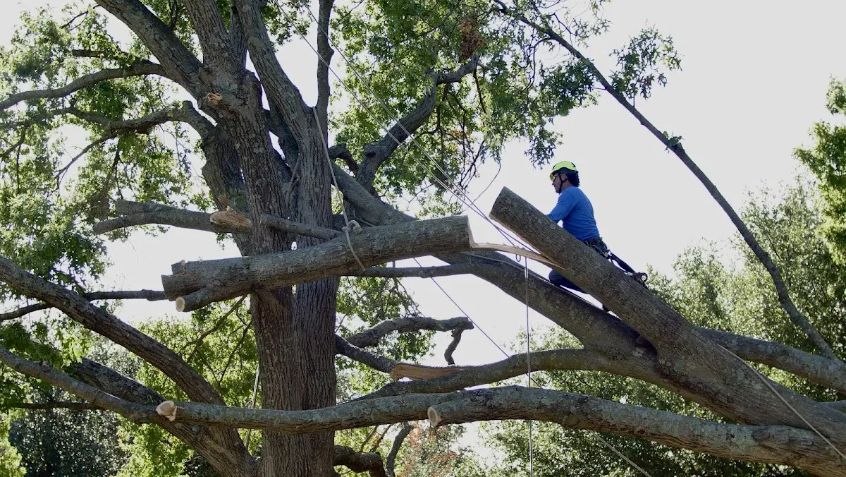 Professional Crown Thinning performed by certified arborists in Buda