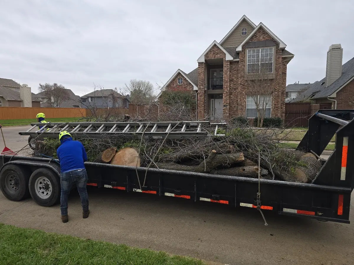 Expert Tree Pest Control with proper safety equipment in Buda